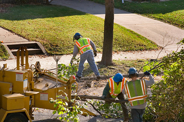 How Our Tree Care Process Works  in  Sanatoga, PA